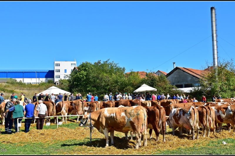 Stočarska izložbe, foto: Opština Lajkovac